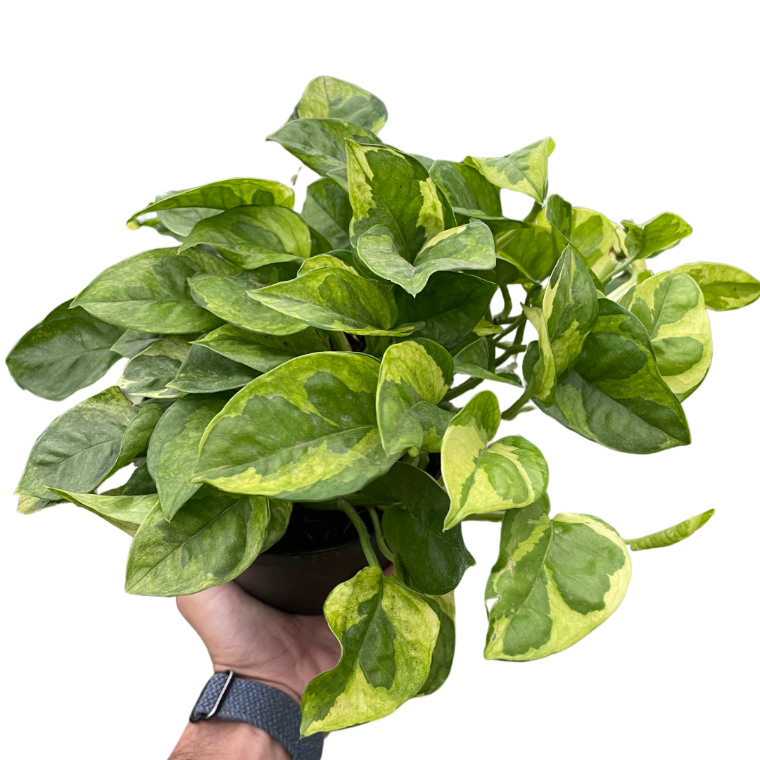 Pothos Plants