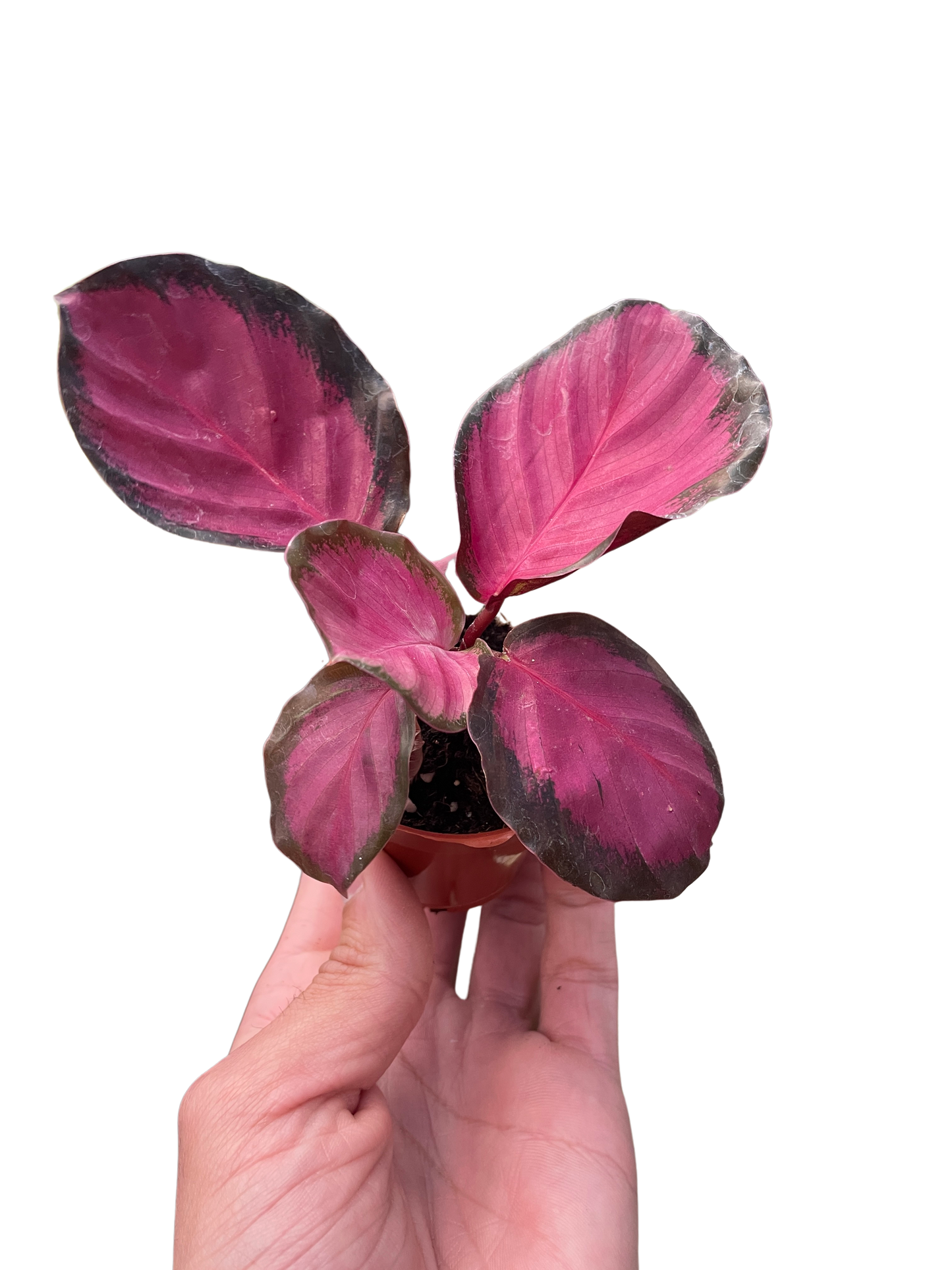 Calathea 'Purple Rose'