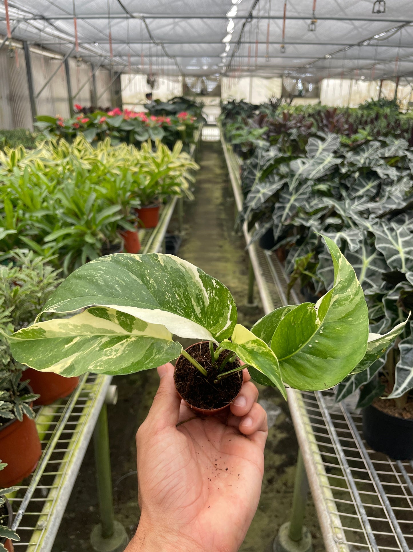 Pothos 'Albo Variegata'