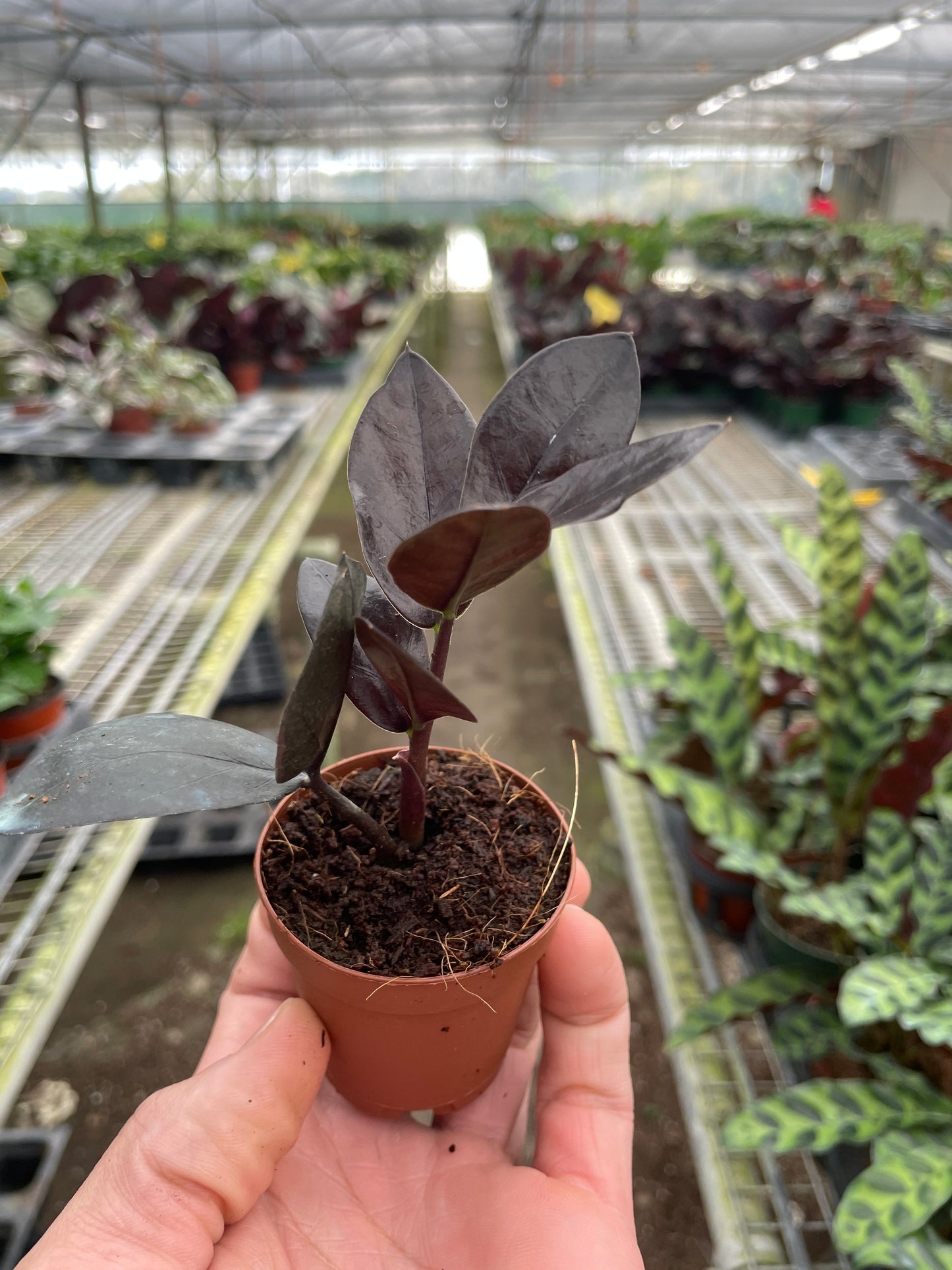 ZZ Zamioculcas 'Black Queen'