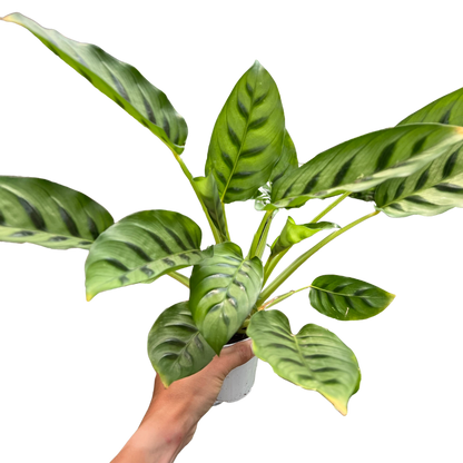 Calathea Leopardina