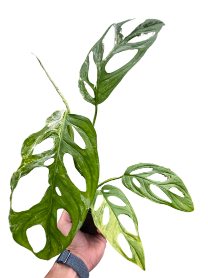 Monstera Adansonii 'Swiss Cheese Variegated'