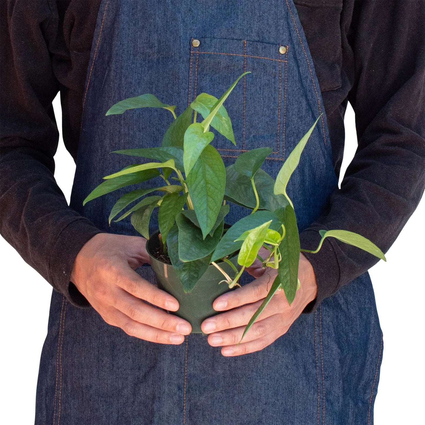 Pothos 'Cebu Blue'