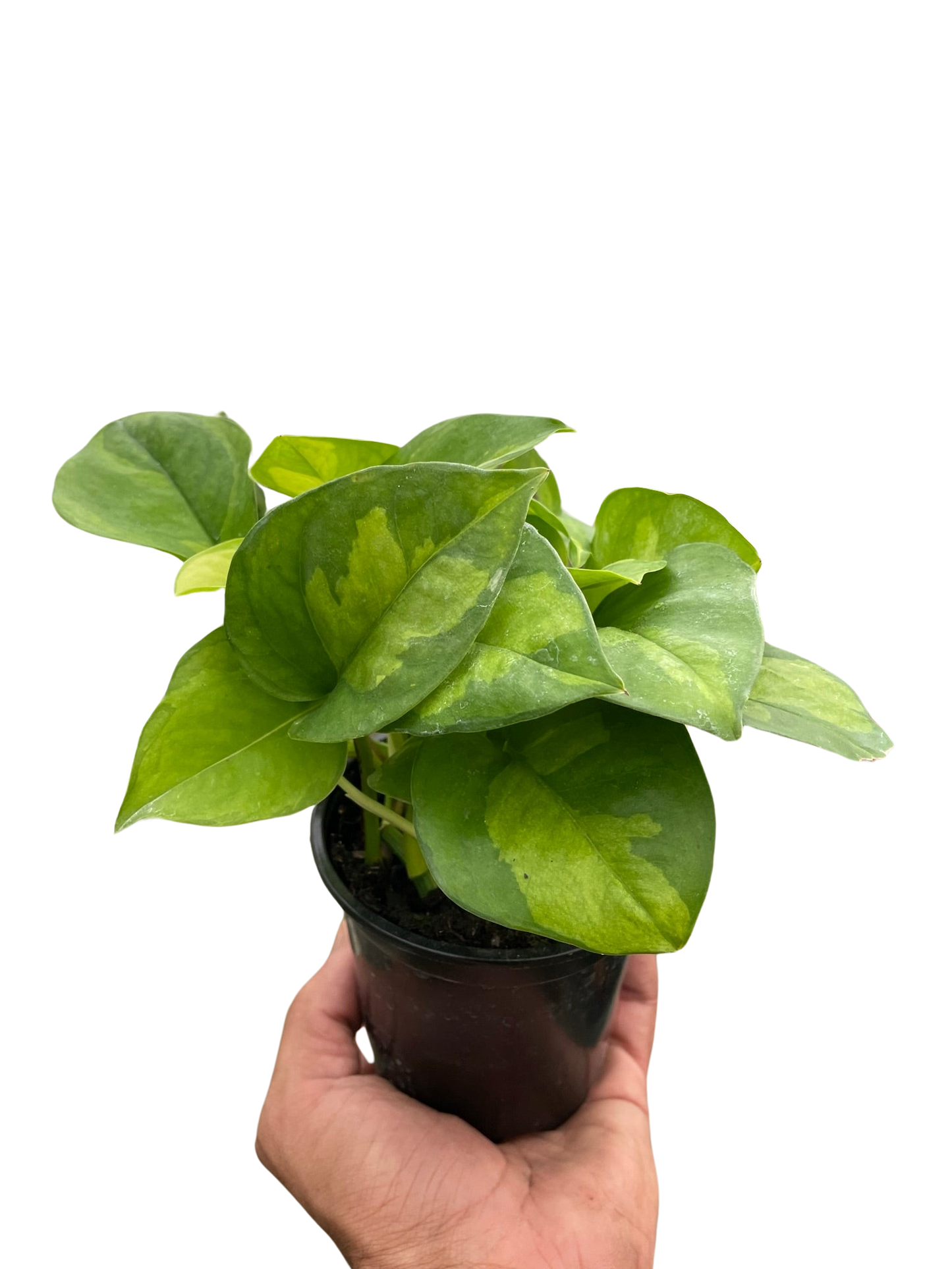 Pothos 'Global Green'