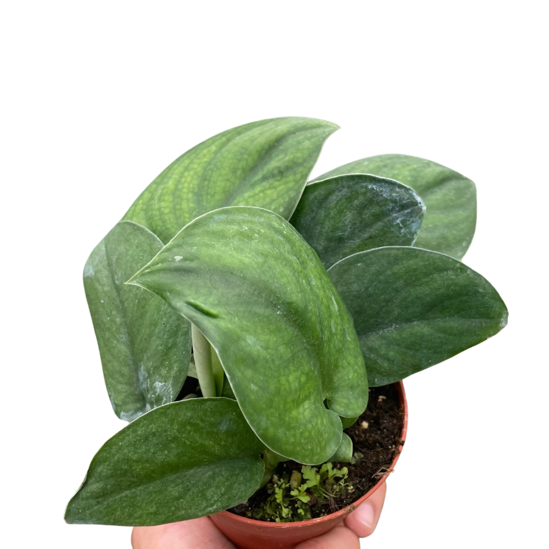 Pothos Jade Satin