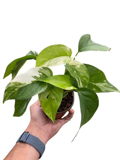 Pothos 'Albo Variegata'