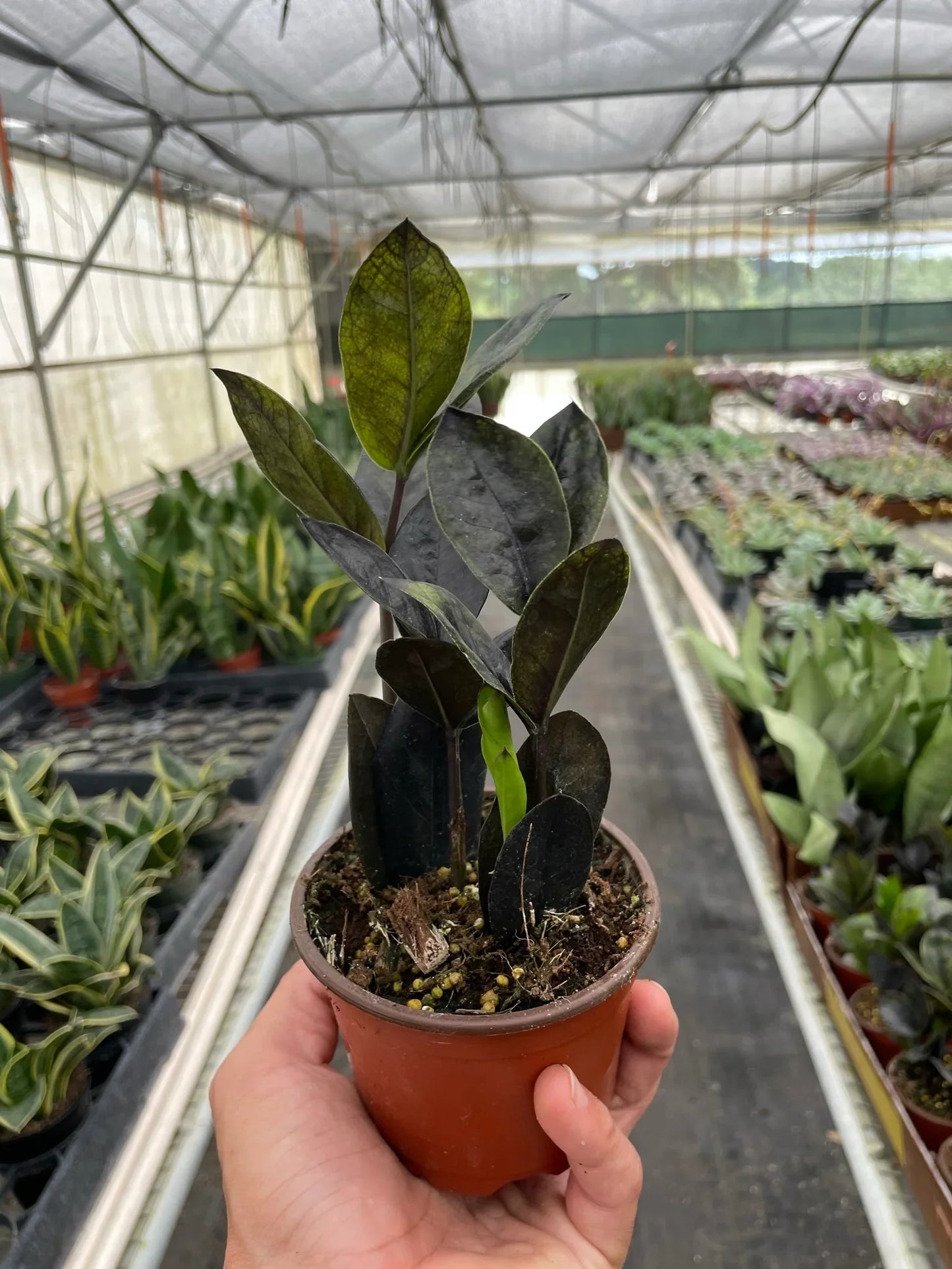 ZZ Zamioculcas 'Black Queen'