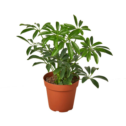 Schefflera Arboricola 'Umbrella'