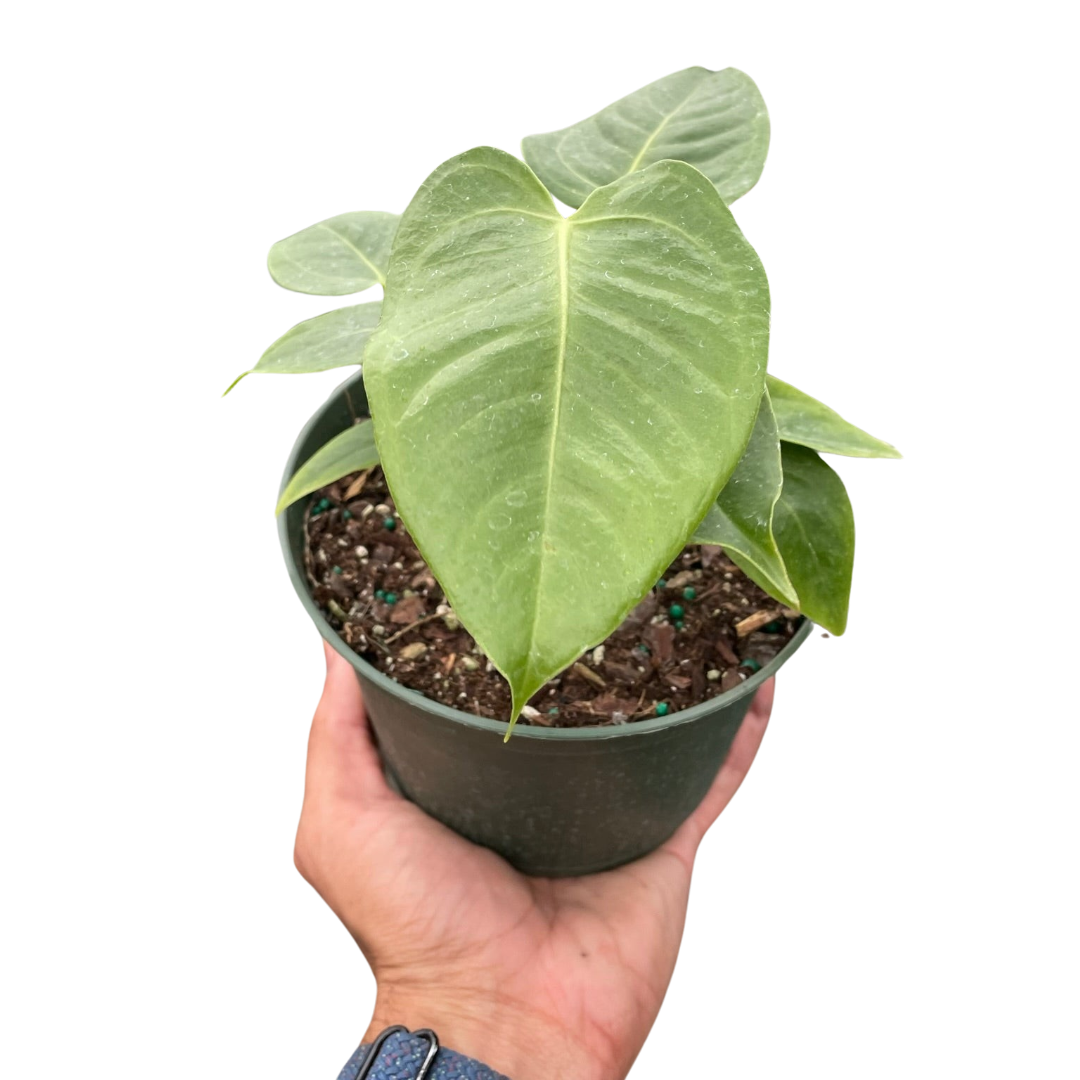 Anthurium 'Veitchii'