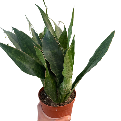 Snake Plant 'Jaboa'