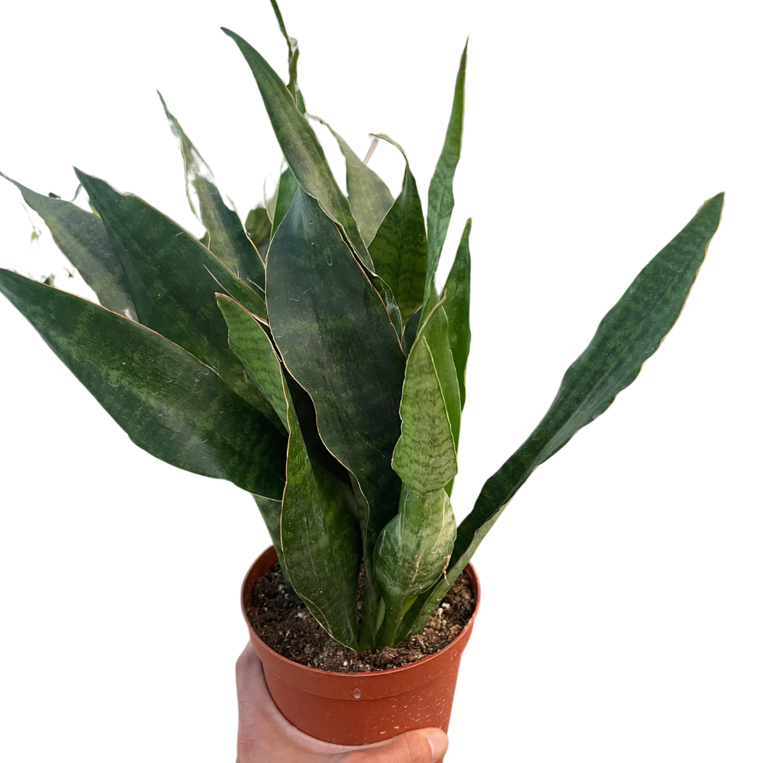 Snake Plant 'Jaboa'