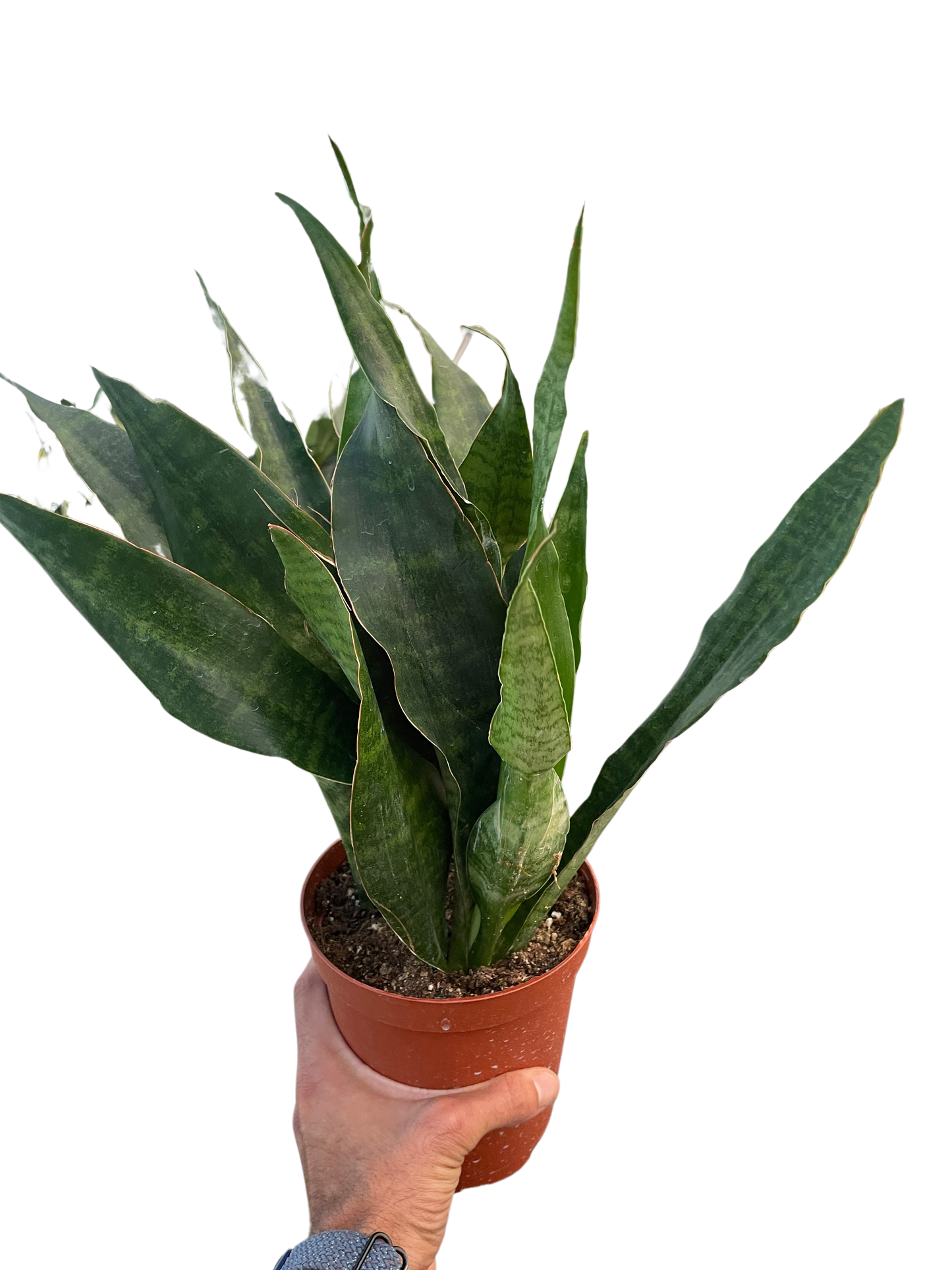 Snake Plant 'Jaboa'