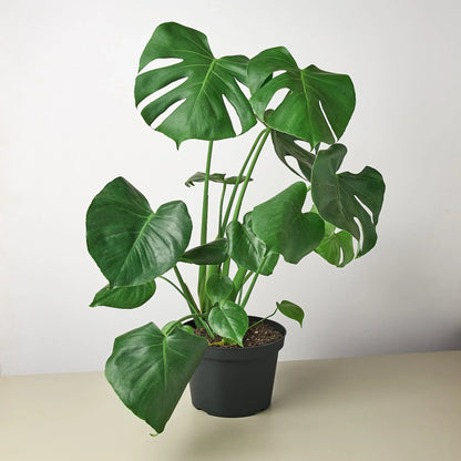 Philodendron Monstera Split-Leaf