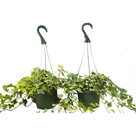 2 English Ivy Variety Pack - 6" Hanging Pot