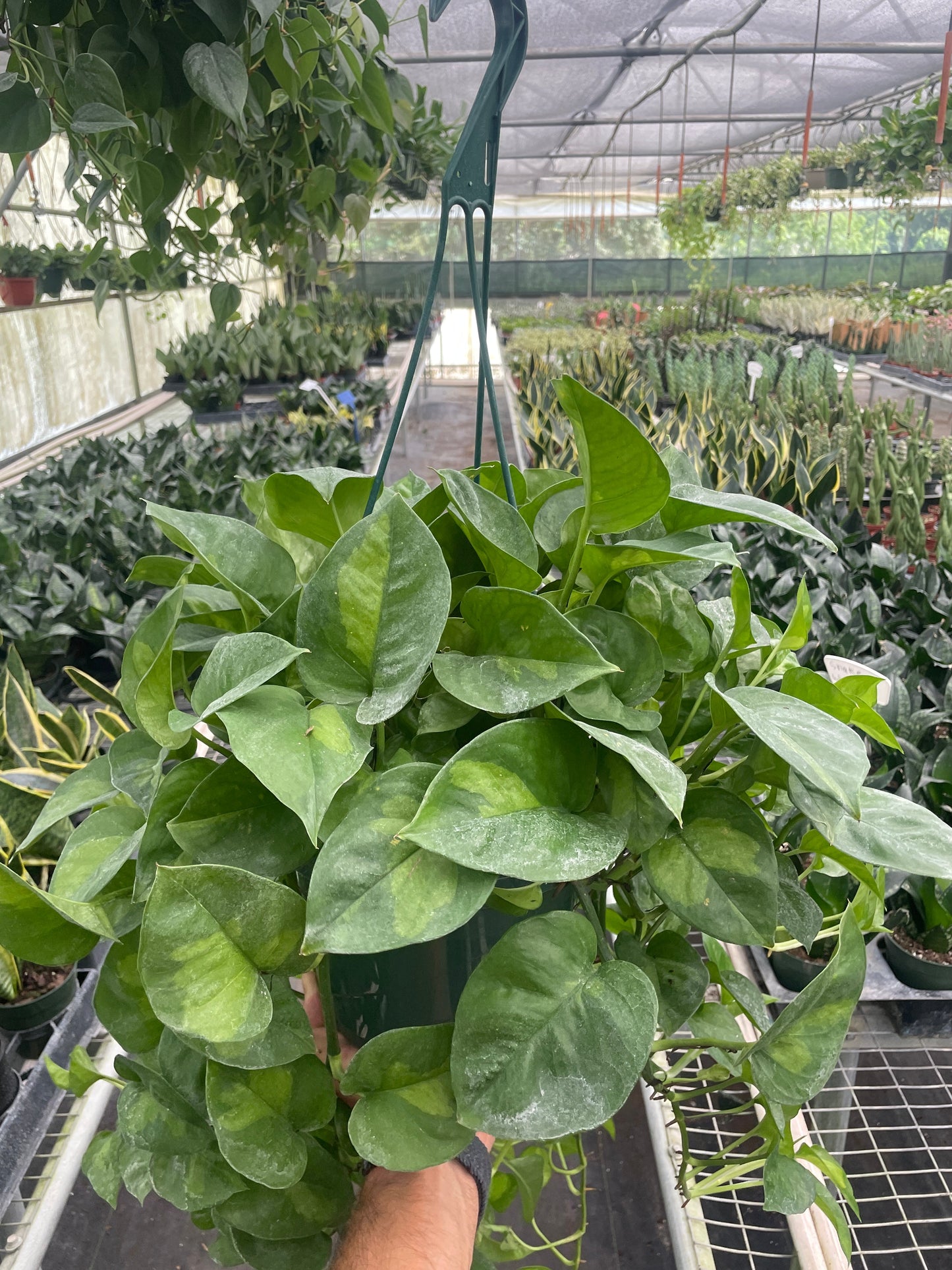 Pothos 'Global Green'