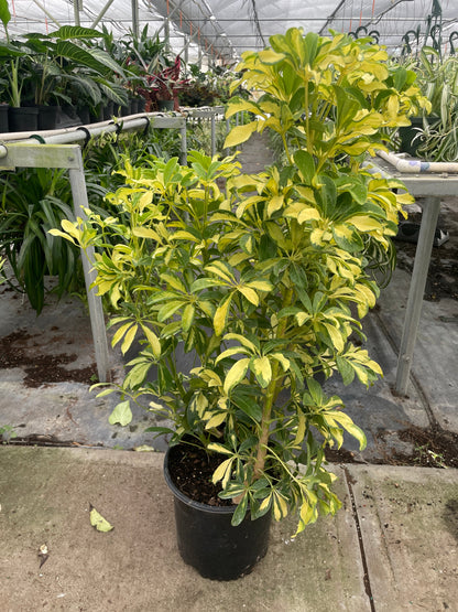 Schefflera Variegated