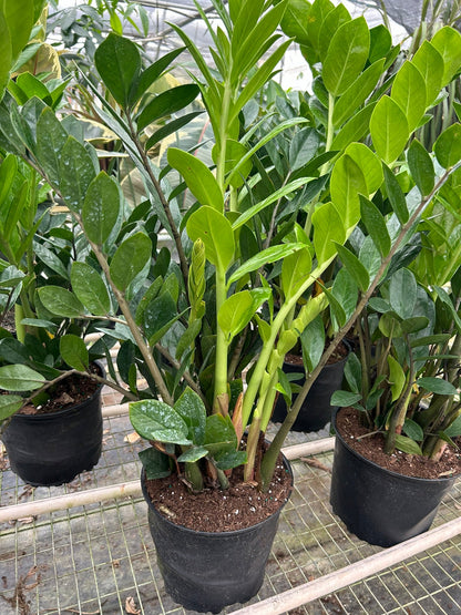 Zamioculcas Zamiifolia ZZ