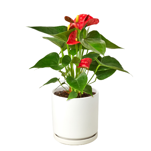 Anthurium 'Red'