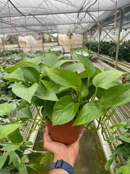 Pothos 'Green Queen'