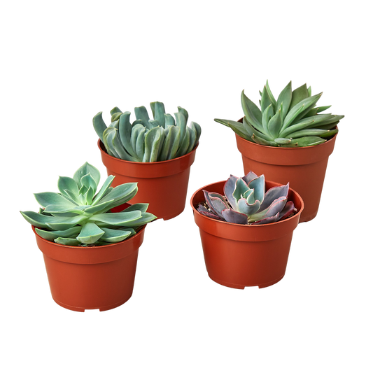 4 Echeveria Succulent Variety Pack - 4" Pots | Live Plants